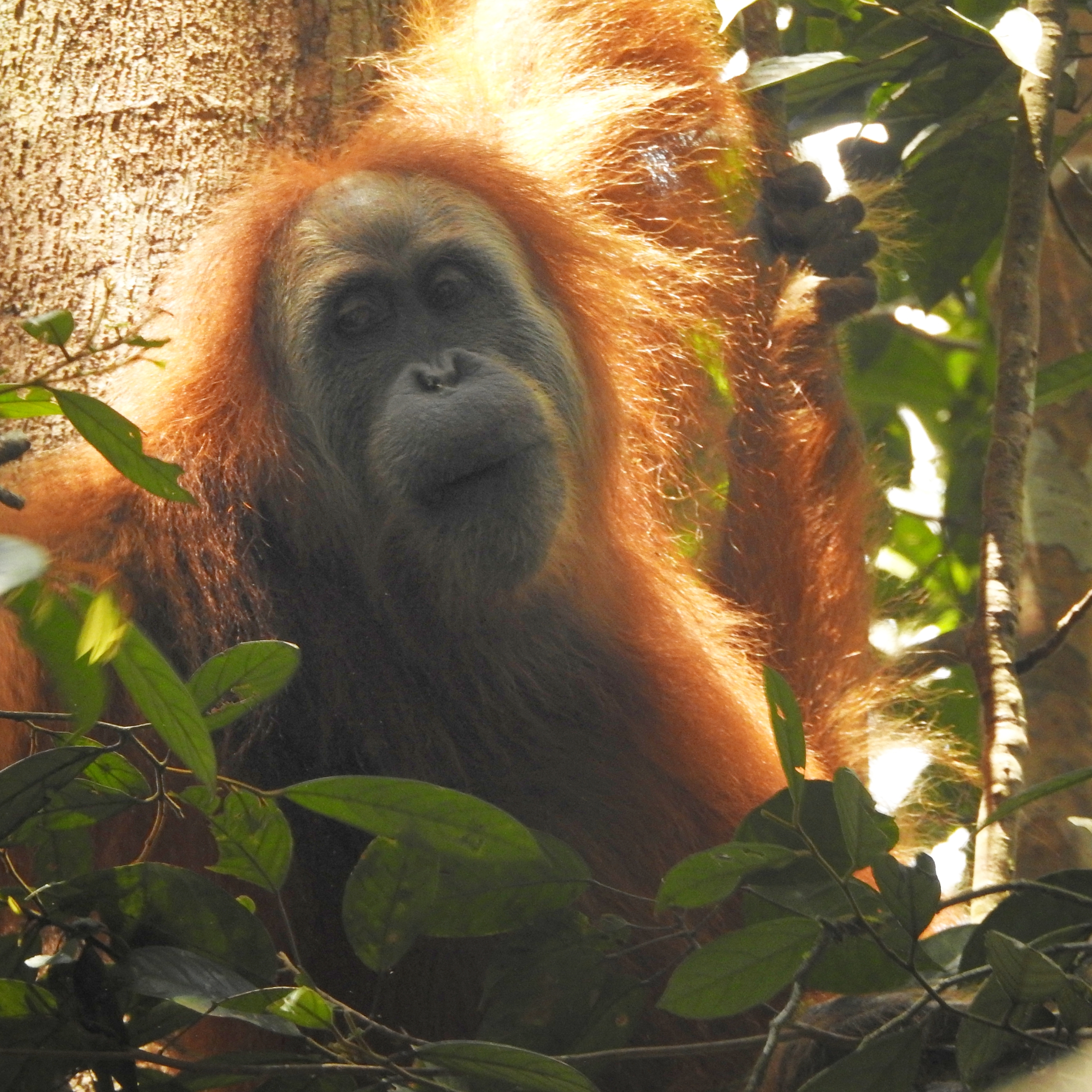 Saving the Tapanuli Orangutan with Dr. India Spellman - logo